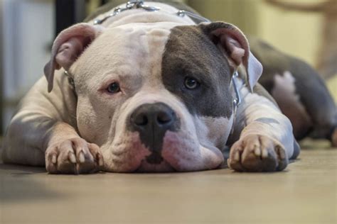  Its natural protectiveness and loyalty, combined with its intimidating, strong physique, make the American Bulldog Pitbull mix one of the best guard dogs you can get today