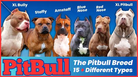  Its total physique, dimension, and body framework may be much more like a Pit Bulls