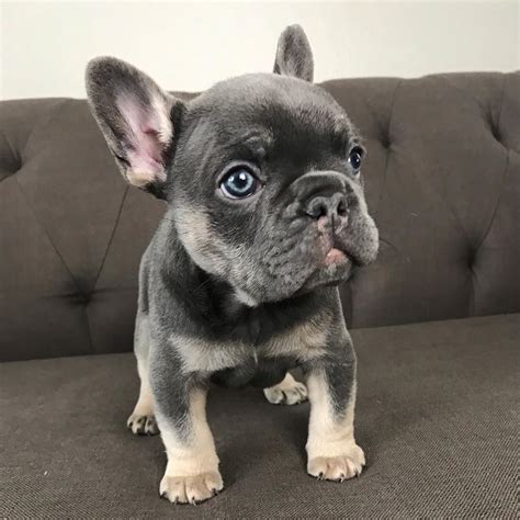  JES 3 french bulldog puppies available