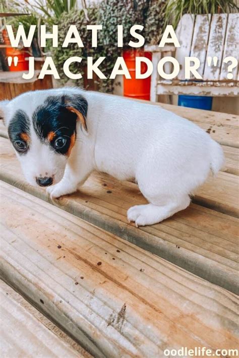  Jackador has got the same attitude which is highly tolerative and protective about kids