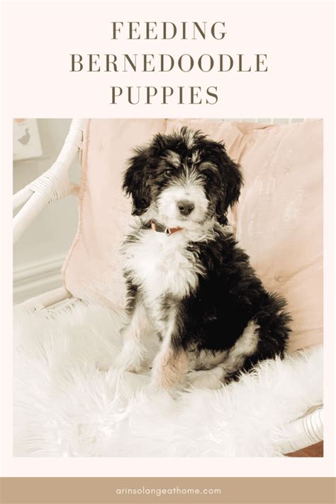  January 31, How Much to Feed a Bernedoodle Puppy Adding a four-legged friend to your family is an exciting commitment! You have done your research, and are ready to take the leap