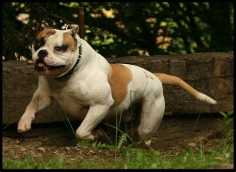  Johnson of Summerville, Georgia, the American Bulldog exists today