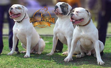  Join us in our mission of producing the best American Bulldogs possible! Professional worry-free shipping worldwide Of course our preference is for you to come visit our home, get acquainted with us, and pick up your new American Bulldog puppy in person