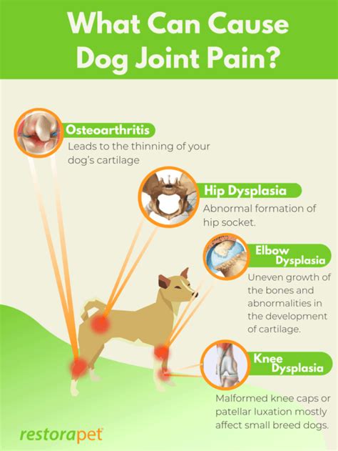  Joint Stiffness and Pain Dogs are prone to either degenerative or developmental issues with joints