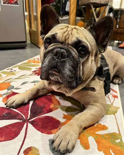 Joint problems : Joint problems are among the most common health issues in French Bulldogs