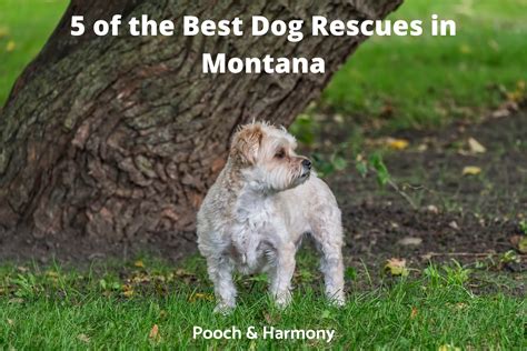  Jump to: Adopt a puppy or dog in Montana Shelters and rescues in Montana Search for a puppy or dog Learn more about dog breeds Puppies and dogs in Montana cities Adopt a dog in MontanaTeacup yorkshire terrier - yorkie puppy breeder offering all size yorkies miniature, tiny, toy for sale