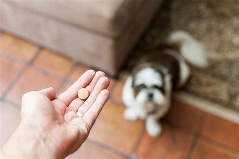  Just as individual humans respond differently to medications, pets also vary in their tolerance and reaction to CBD