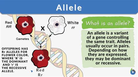  Just as there are various different b alleles that all cause the liver color pheno typically the same, so only distinguishable through genetic testing , it is probable that there are a number of different d alleles as well, and only one of these causes CDA