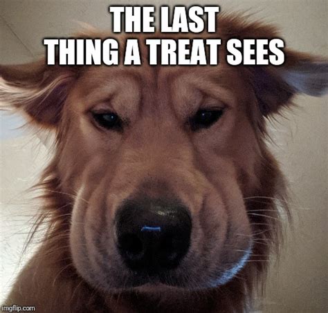  Just be sure your little ones know to treat this good boy and every dog with respect