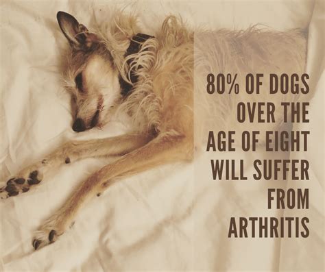  Just like humans, dogs can suffer from arthritis as they age