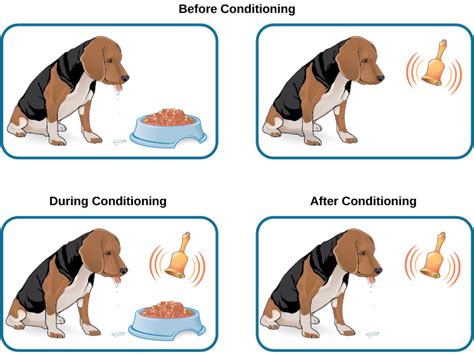  Just like humans, dogs respond to things differently so it is important to initiate a small dose at first to monitor their response before increasing to the desired dose