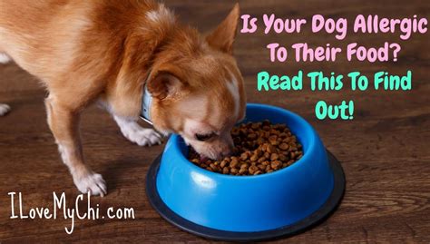  Just like humans, your dog could be allergic to some kind of food, such as corn or soy, but in most cases, they are actually allergic to fillers found in processed food