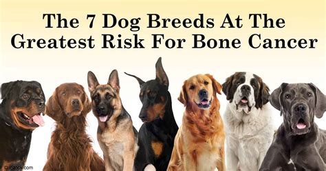  Just like most other breeds they can get cancer