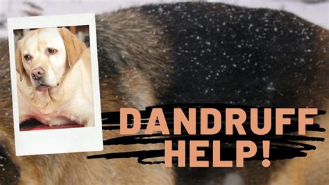  Just like with people, dandruff in dogs can be caused by an underlying condition or it could be a reaction to environmental changes