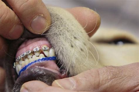  Just like with their human owners, regular mouth examinations by their doggy dentist should be done once a year