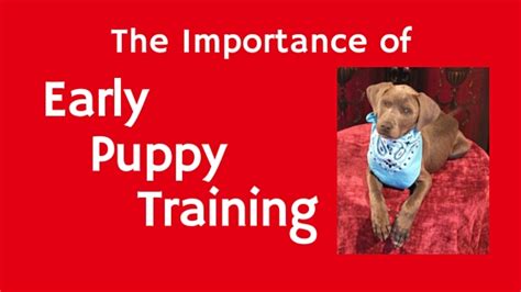  Just remember this will take a LONG time and will make up a big part of your early puppy training