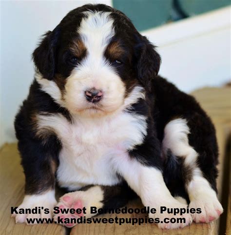  Kandis Sweet Bernedoodles denver arvada golden boulder and surrounding colorado families have our labradoodle puppies