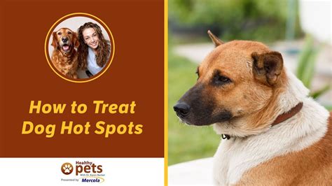  Karen Becker discusses the causes of dog hot spots and how to treat and prevent it naturally