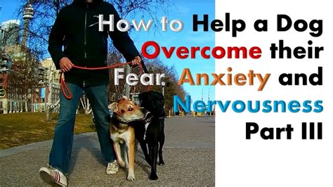  Katherine Houpt: Helping your dog overcome fear Anecdotally, many dog owners have found that CBD also helps with anxiety