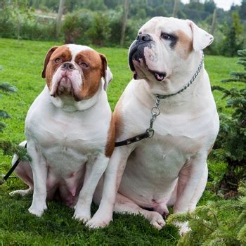  Keep Lessons Short American bulldogs have a short attention span