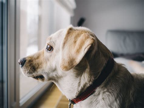  Keep a close eye on the dog and determine what makes it anxious