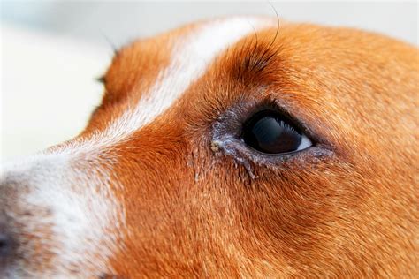  Keep a close eye on your dog and change the dose if necessary