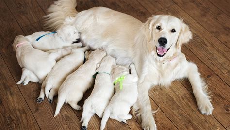  Keep in mind that caring for both mom and puppies is also a full time job