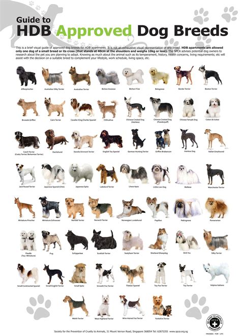  Keep in mind that there are many other dog breeds to choose from, each with their own unique characteristics and needs