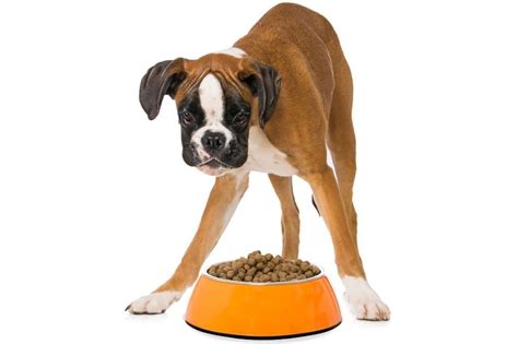  Keep in mind that your boxer should get equal amounts of milk, especially if they belong to a large litter