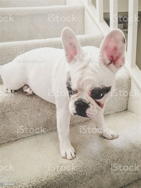  Keep repeating the lesson until your French Bulldog puppy learns that you, the master, have control over food and can give or take it away at will