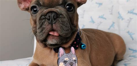  Keep the Frenchie in cool, comfortable surroundings