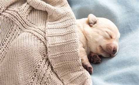  Keep the puppies warm