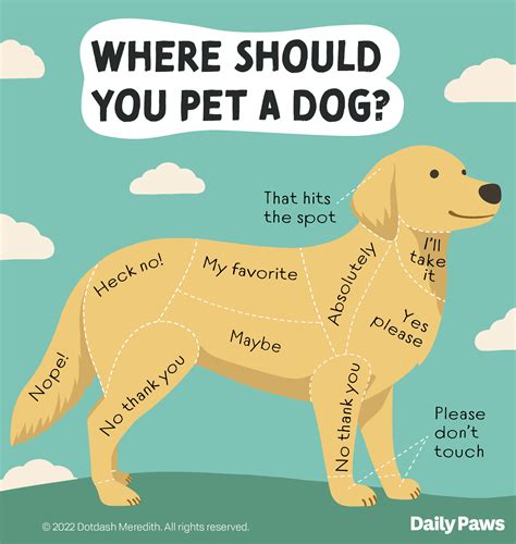  Keep these things in places where you are sure the dog will not be able to reach and find them