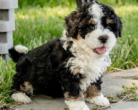  Keeping Your Bernedoodle Healthy Diet is not the only health consideration that Bernedoodles owners need to make, as it is not the only pillar to good health