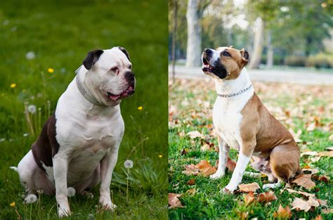  Keeping them mentally and physically exercised is one of the most important things when it comes to owning an American Bull Staffy