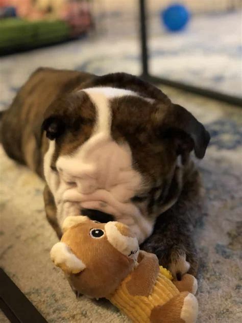  Keeping these four factors in mind will not only result in you choosing a toy your bulldog will love, but one that will last even after hours of chewing