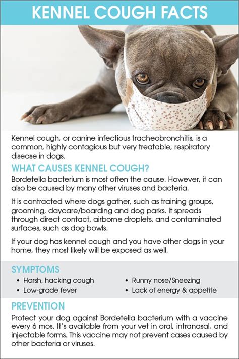  Kennel cough: characterized by a strong, persistent cough; this respiratory illness can also be identified by a runny nose, sneezing, a low fever, lack of energy, and a loss of interest in food