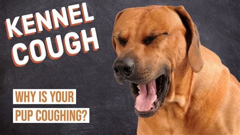  Kennel cough can even lead to retching and subsequent vomiting