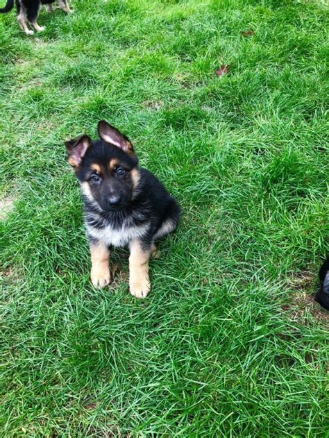  Kennel hounds, dogs and all kinds of cats We are pleased to offer for sale our lovely litter of German Shepherd puppies, short-haired, black and tan
