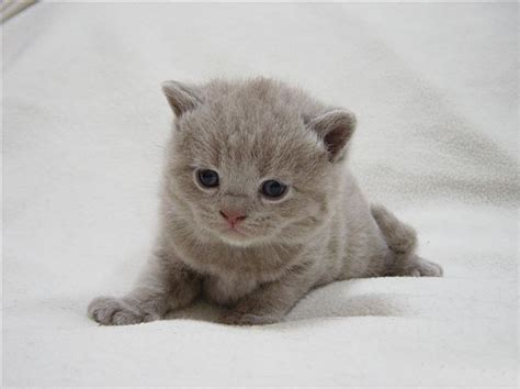  Kennewick British Shorthair Kitten! We offer the highest quality for the discerning fancier