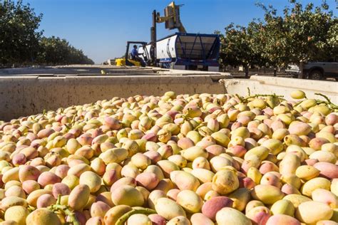  Kern leads the nation in the production of pistachios