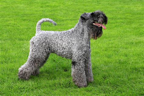  Kerry Blue Terrier Called "smart, alert, and people-oriented" by the American Kennel Club, this clever, bearded breed is known for its watchdog behaviors, a carryover from its days as a farmhand
