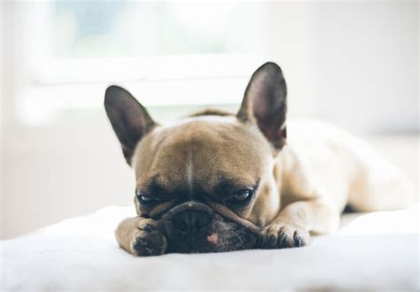  Key Takeaways French Bulldogs are often perceived as lazy dogs due to their tendency to sleep for long periods