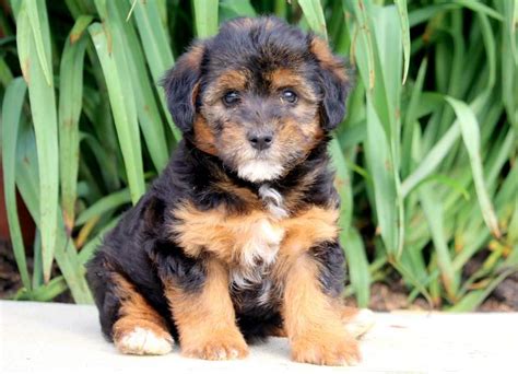  Keystone Puppies: Adoption Services