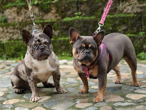  Kissimmee Gorgeous french bulldogs available for sale