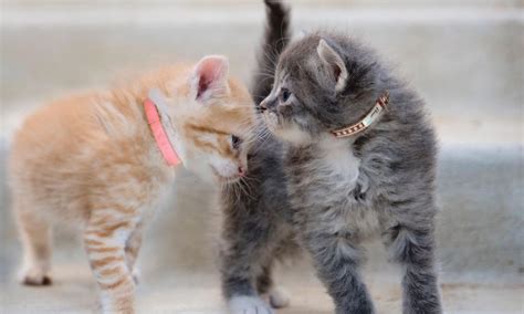  Kittens do best in pairs! Here