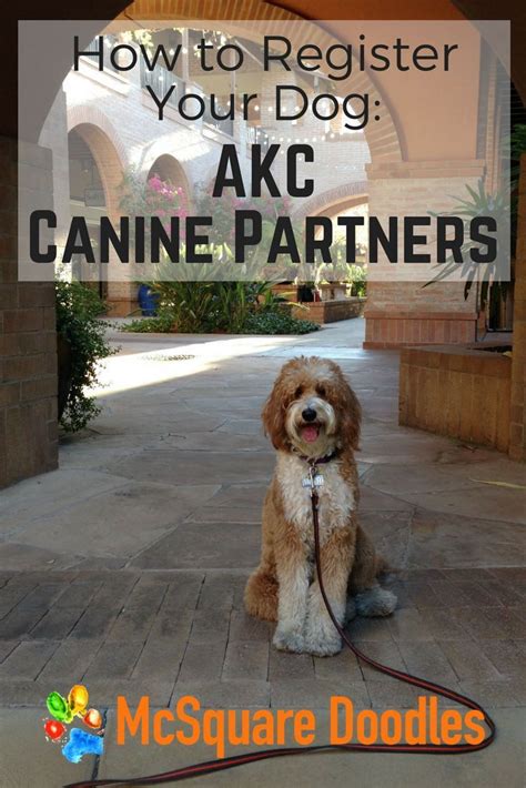  Know for sure that they will not receive AKC certifications, and they will not be able to participate in the first-tier dog shows