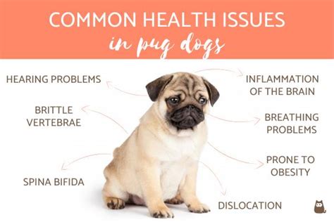  Known Health Issues Unfortunately, like any dog, Pugs are known to have some health issues
