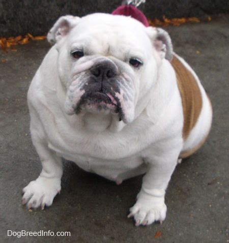  Known as one of the gentlest breeds, the English bulldog has grown in popularity for its intimidating appearance, but affectionate personality