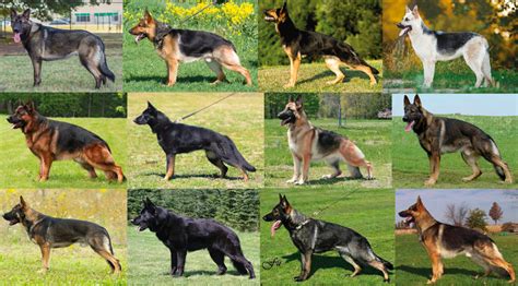  Known as the A-locus, it is responsible for the base color of German Shepherds as well as the patterns